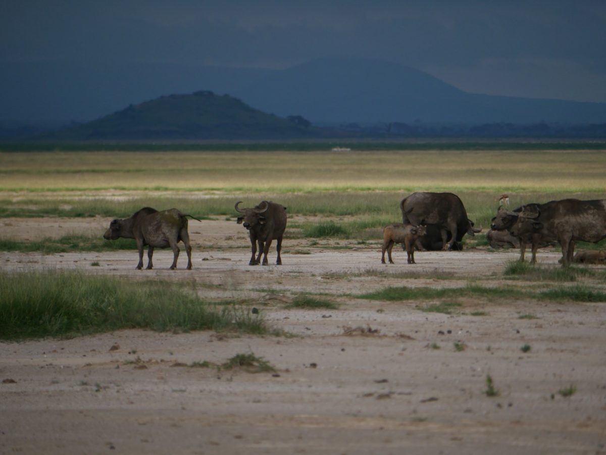 Amboseli National Park