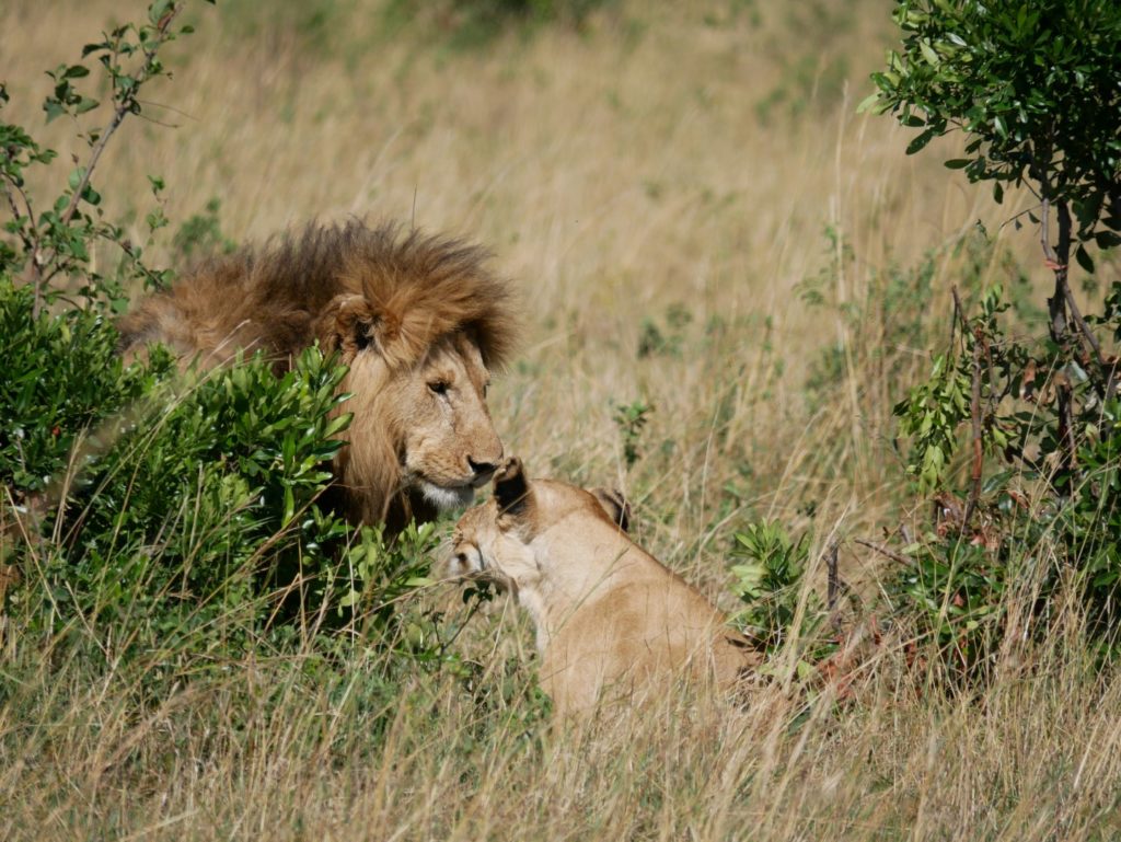 Masai Mara Nationalpark