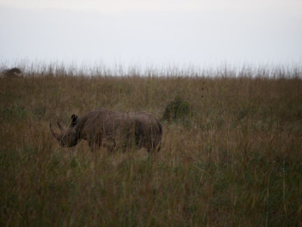 Nairobi Nationalpark