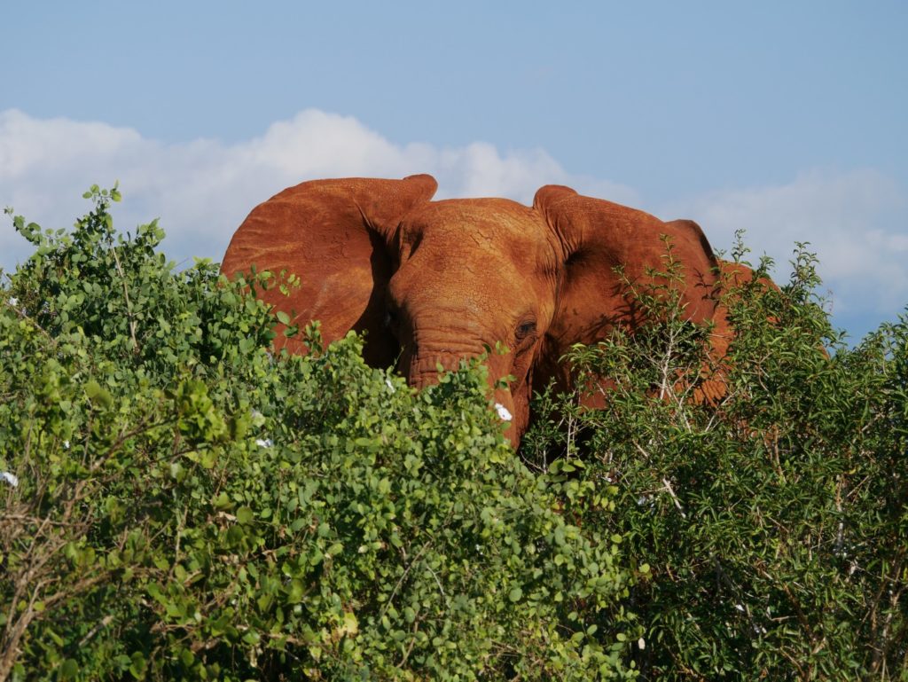 Tsavo Ost Nationalpark
