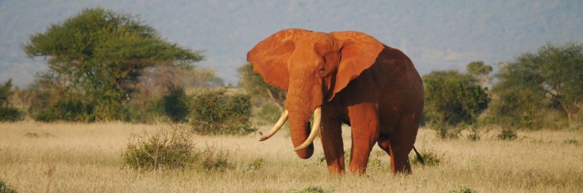 Tsavo Ost Nationalpark