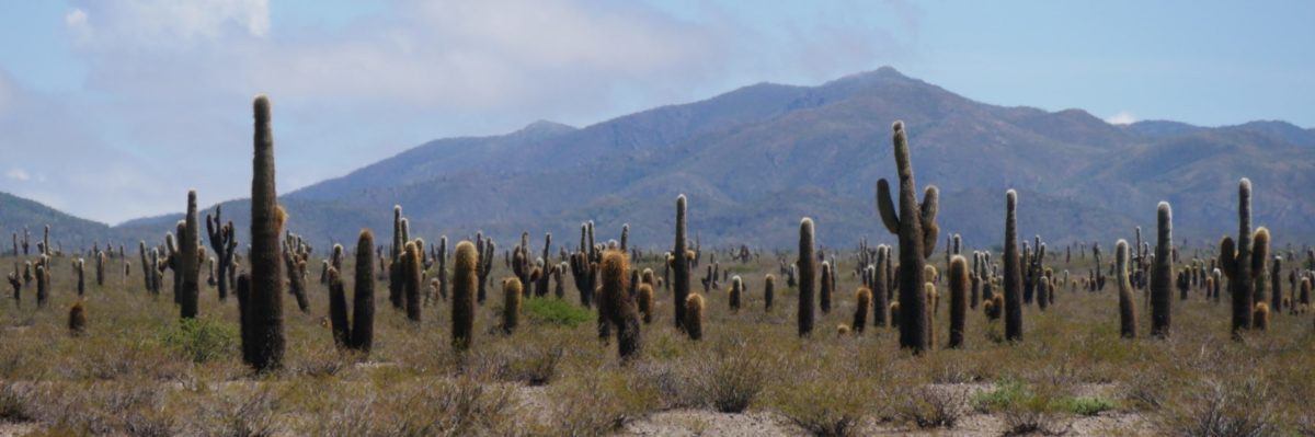 Los Cardones